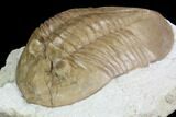 Valdaites Trilobite From Russia - Rare Species #99249-3